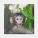 Search for monkey square magnets Japanese macaque