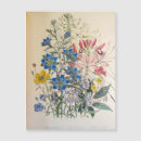 Search for linum Flax