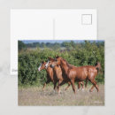 Search for bob postcards Breed