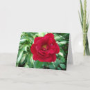 Search for hosta cards Photography