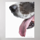 Search for great dane posters Vertical
