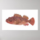 Search for cardinalis posters Red