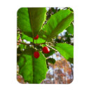 Search for holly magnets Nature