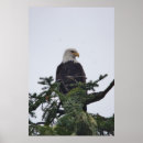 Search for alaska eagle art Alaskan