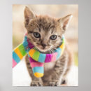 Search for rainbow cat posters Feline