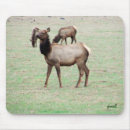 Search for bull elk mousepads Nature