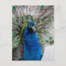 Search for plumage postcards Colourful