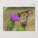 Search for danainae Butterfly