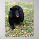Search for smiling bear posters Animal