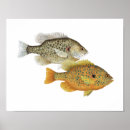 Search for sunfish posters Panfish