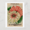 Search for vintage seed packets postcards Flower