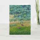 Search for sandhill cards Nature
