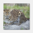 Search for pardus Nature