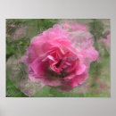 Search for pink rose posters Girly