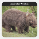Search for wombat stickers Cute