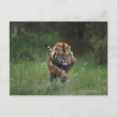 Search for aggressive postcards Nature