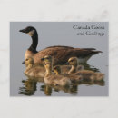 Search for gosling postcards Wildlife