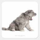 Search for domestic animals stickers Dogs