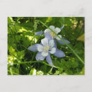 Search for columbine postcards Blue