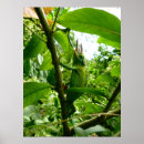 Search for jackson posters Reptile