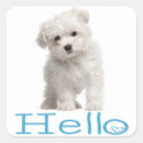 Search for maltese dog stickers Canine