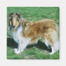 Search for sable magnets Dog