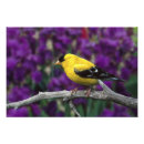 Search for songbird posters Colourful