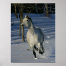 Search for dapple grey Snow