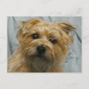Search for floppy postcards Ears