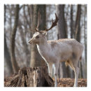 Search for fallow posters Antlers