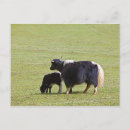 Search for yak postcards Animal