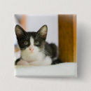 Search for sweet square badges Kitten