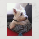 Search for breeds postcards White