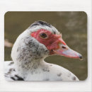 Search for duck mousepads Wild birds