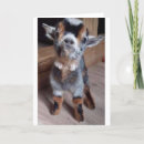 Search for baby goat birthday cards Photography