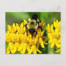 Search for bee weed Nature photography