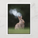 Search for frohe postcards Osterhase