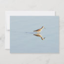 Search for seabirds cards invites Wildlife