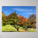 Search for red maple leaf posters Autumn colour