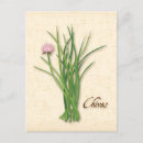 Search for chives Cooking