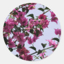 Search for bougainvillea stickers Flowers