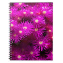 Search for asters notebooks Daisy