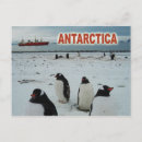 Search for antarctic postcards Penguins