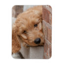 Search for peek magnets Dog