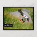 Search for black winged postcards Animal