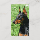 Search for doberman pinscher Animals