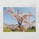 Search for beautiful blossom postcards Kyoto