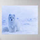 Search for arctic posters White