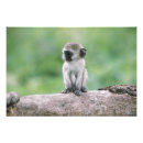 Search for primates art Cute