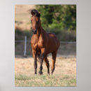 Search for horse breed posters Bay